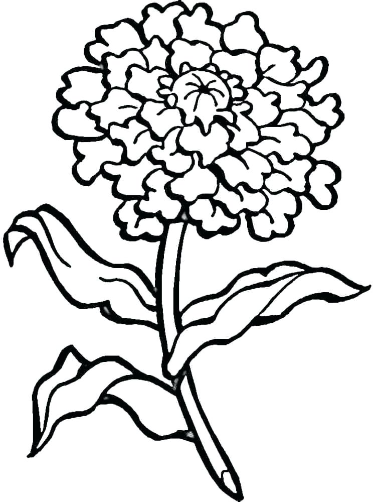 750x1000 Carnation Flower Coloring Pages