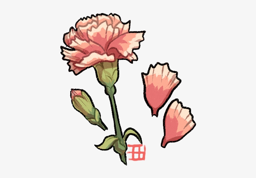 820x571 Carnation Flower Drawing
