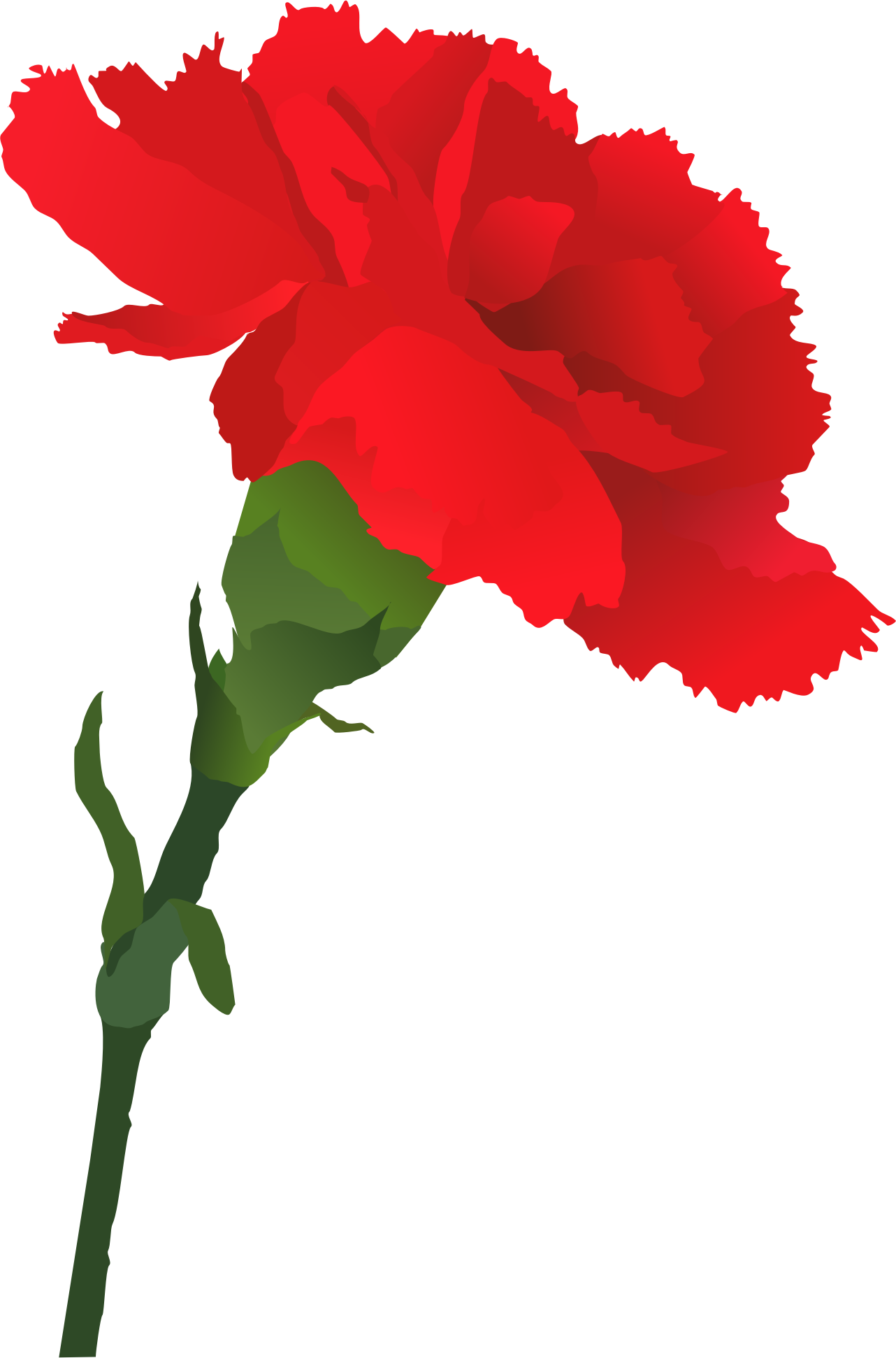1282x1942 Carnation
