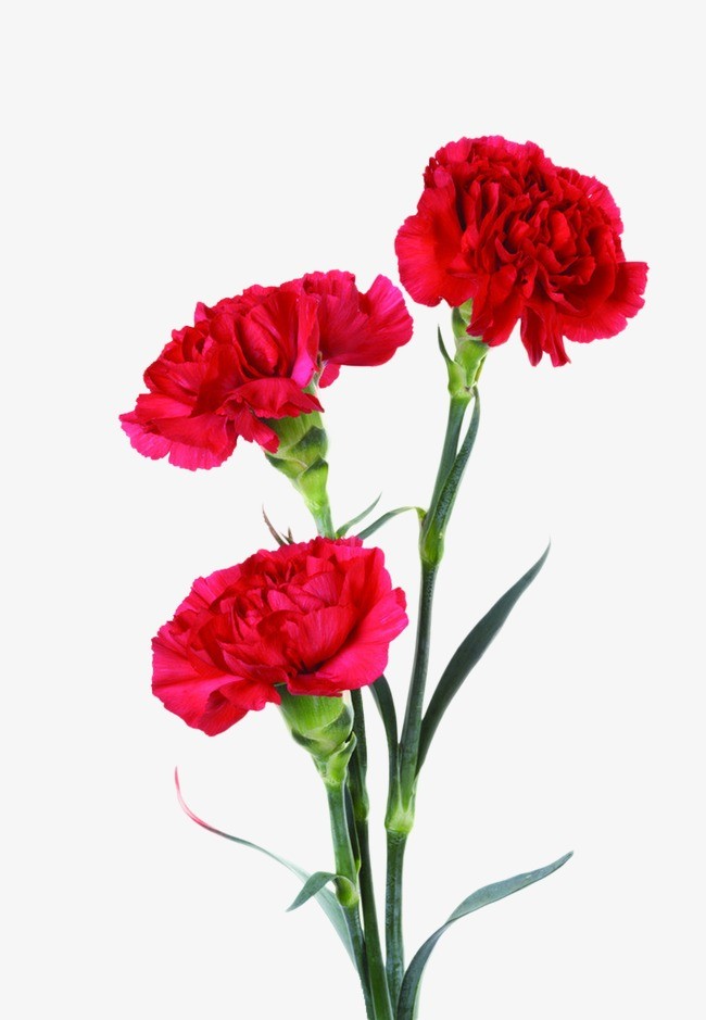 650x939 Clipart Carnation Cones