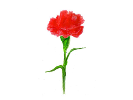 453x340 Free Cliparts Carnation