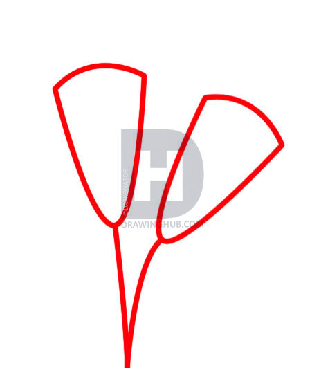 477x532 How To Draw Carnations, Step