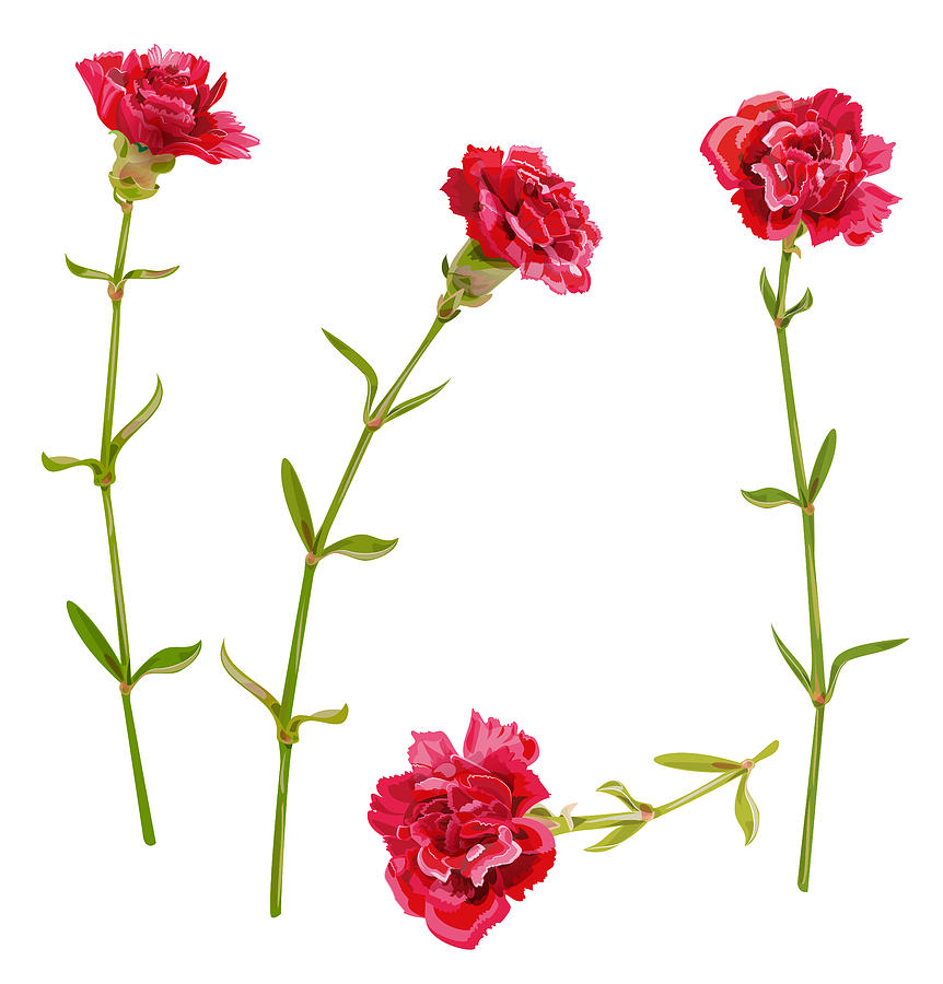862x900 Set Of Red Carnation Schabaud Flower, Green Stem, Leaves On White