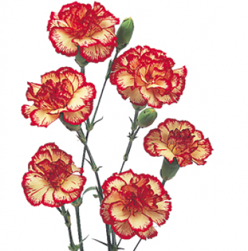355x360 Drawings Of Carnations Mini Carnation Flowers Pictures Tattoo