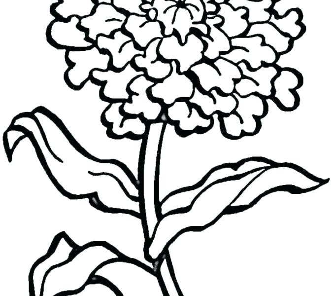 678x600 Carnation Coloring