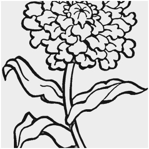 300x300 Carnation Coloring