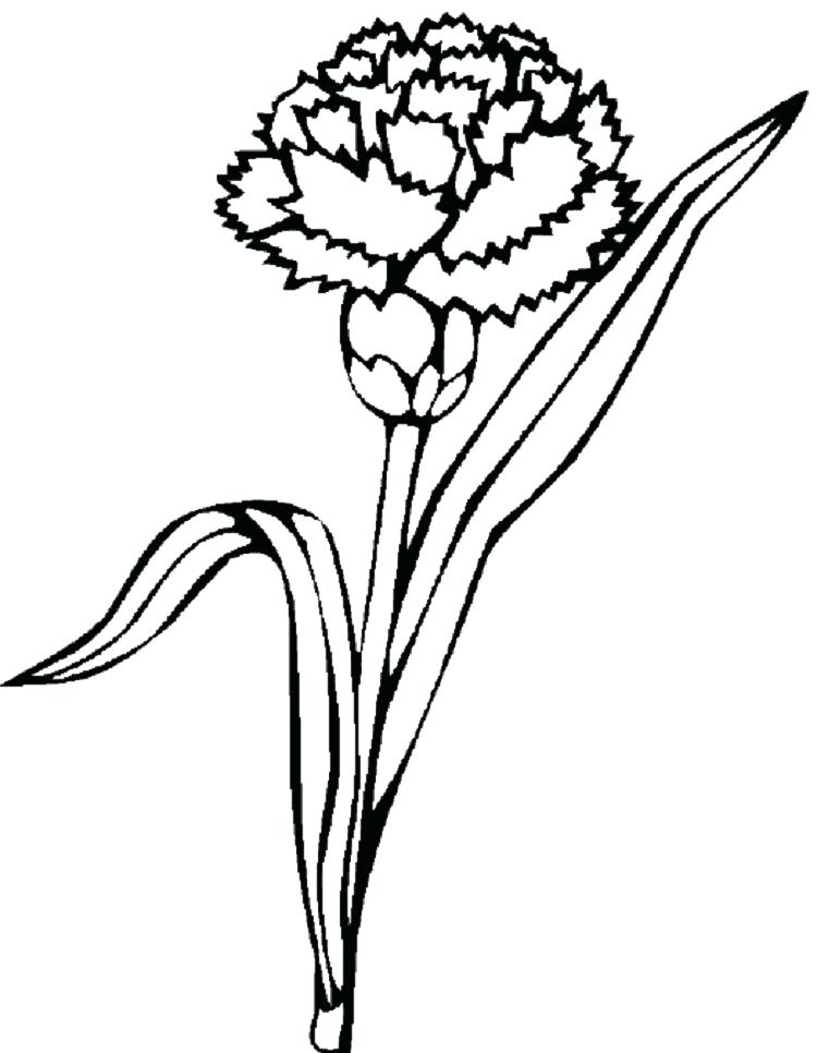 750x966 Carnation Coloring