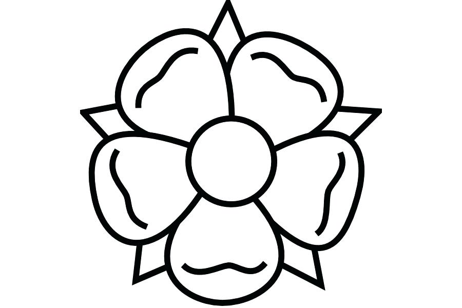 900x600 Carnation Cut Flower Hand Pencil Drawing Food Coloring Experiment