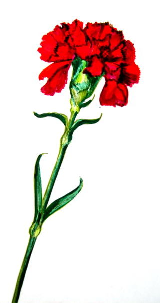320x604 How To Draw A Carnation