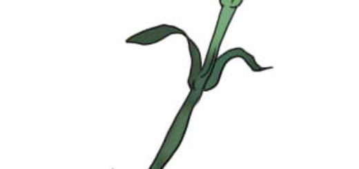 520x245 Lessdraw Drawing Lessons Step