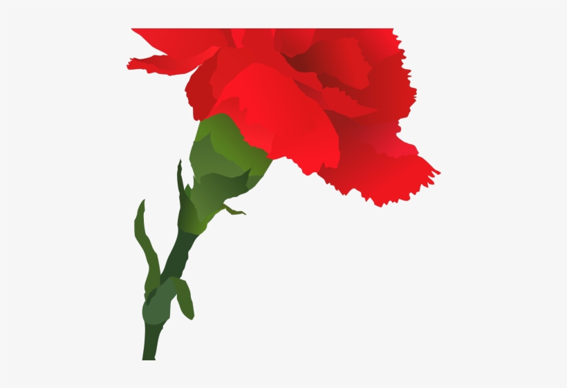 820x561 Rose Clipart Carnation