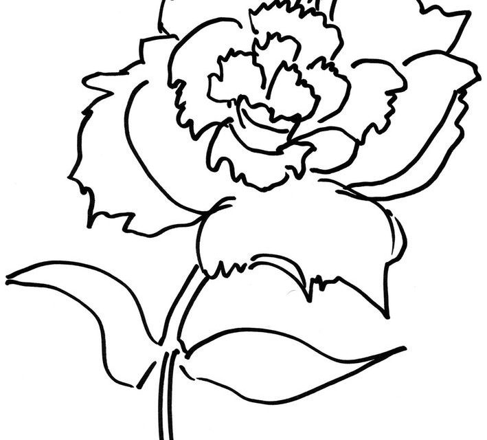 709x640 Coloring Pages Coloring Pages Carnation, Printable For Kids
