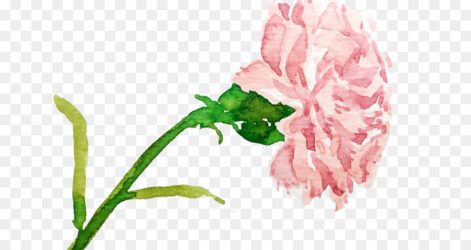 471x250 Carnation Drawing Simple Cagney Tumblr Tattoo Striped Flower Easy
