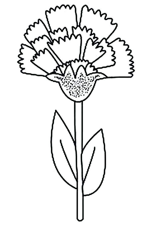 600x893 Carnation Flower Coloring Pages