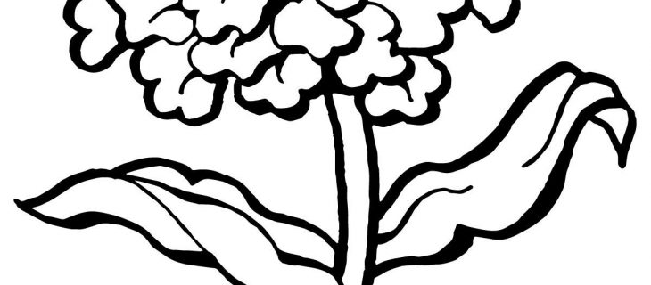 730x320 Carnation Flower Coloring Pages Photo Album