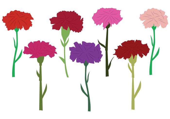 700x490 Carnation Free Vector Art