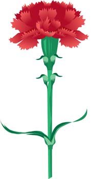 178x350 Free Carnation Flower Clipart And Vector Graphics