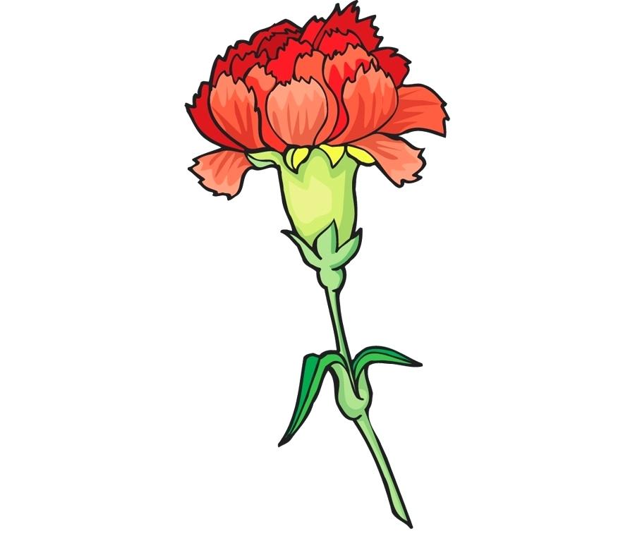 900x760 Ohio State Flower As A Yard Tree The Buckeye Has Pros Like Its