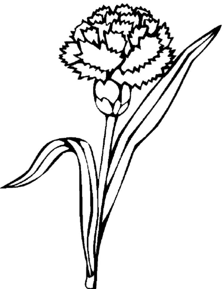 750x966 Carnation Flower Coloring Pages Coloring Pages For Kids