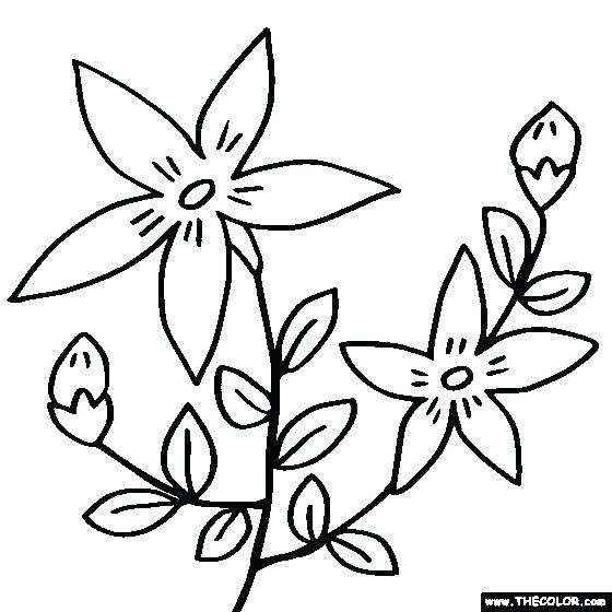 560x560 carnation coloring carnation flower coloring pages download