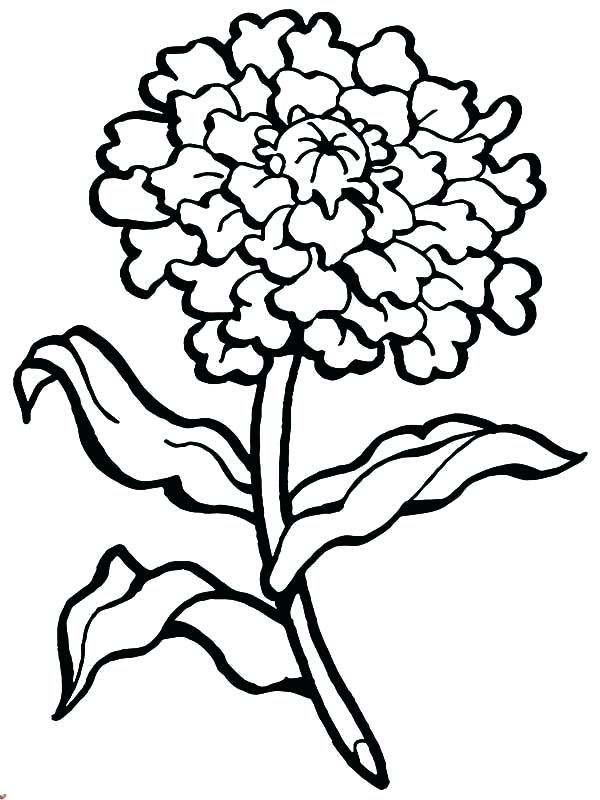 600x800 Carnation Coloring