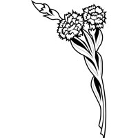 200x200 Artwork Gt Floral Gt Carnation