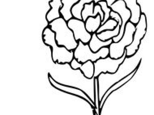 640x480 Carnation Clipart Free Clip Art Stock Illustrations