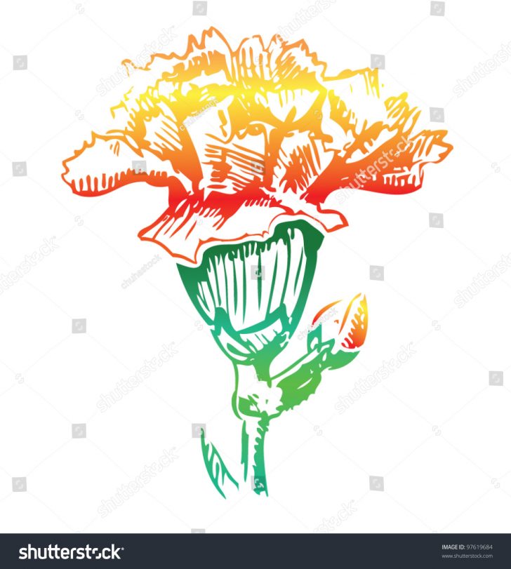 728x811 Carnation Drawing Images A Flower Easy Tutorial Simple White