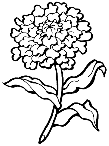 360x480 Carnation Flower Coloring Page