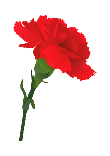 353x500 Carnation Vector Image