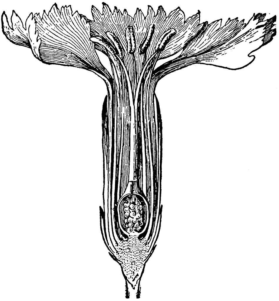949x1024 Section Of Carnation Clipart Etc