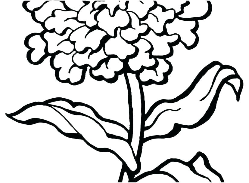 827x609 Carnation Coloring