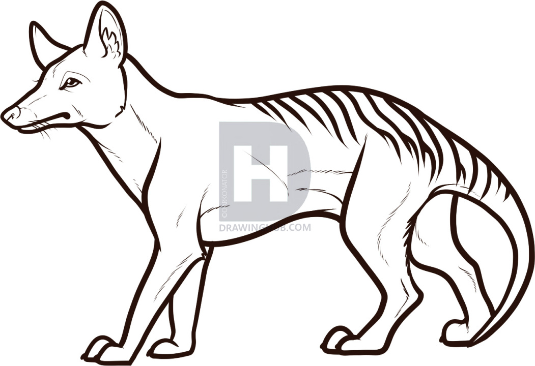 1051x720 How To Draw A Tasmanian Tiger, Tasmanian Wolf, Step