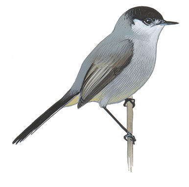 386x381 House Wren Audubon Field Guide