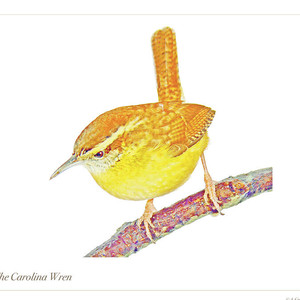 300x300 The Carolina Wren, Animal Portrait Photograph