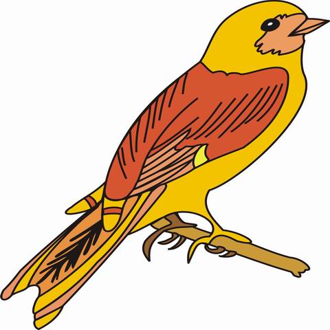 480x480 Wren Coloring Pages For Kids To Color And Print