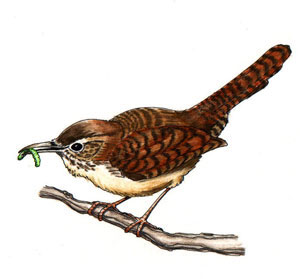 300x279 Wren
