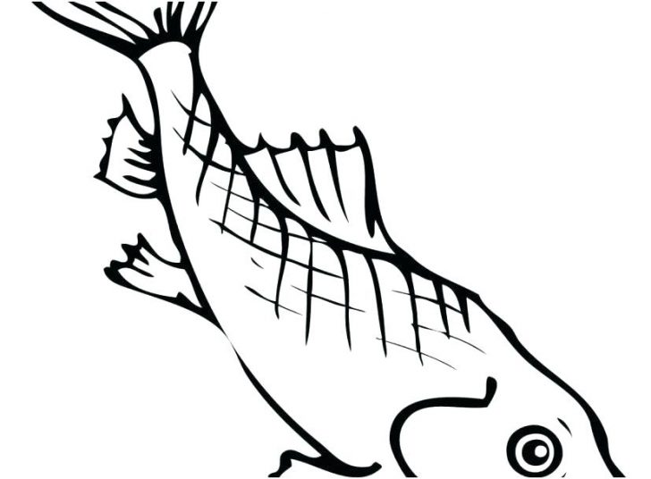 728x536 coloring pages for kids fall girls adults animals footage carp