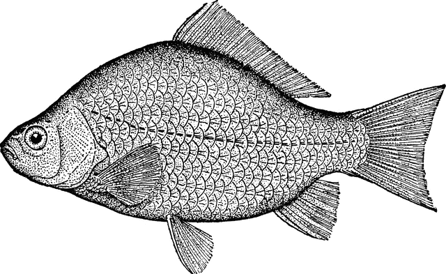 640x393 crucian carp clipart etc