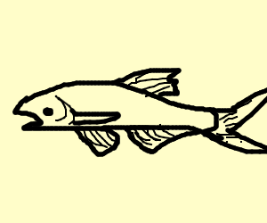 300x250 Asian Carp
