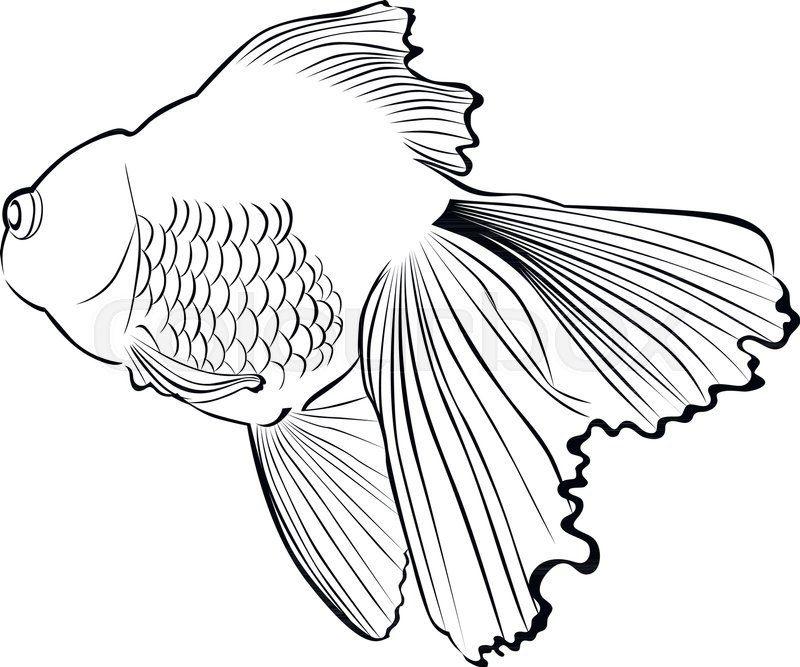 800x667 aquarium goldfish carp stock vector colourbox