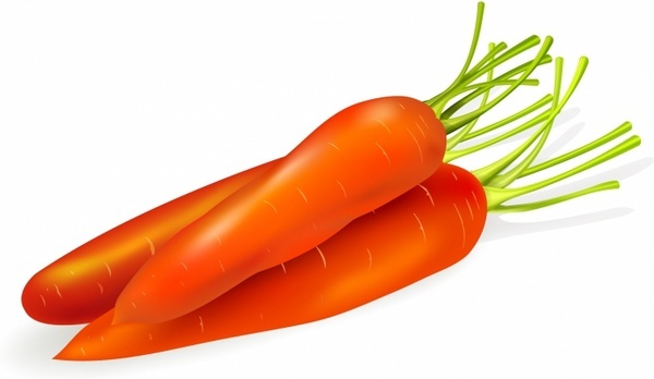 600x348 Carrot Drawing Free Vector Download