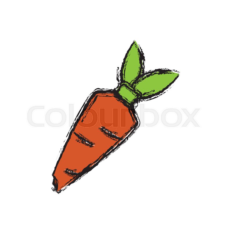 800x800 Carrot Vegetable Draw Icon Vector Stock Vector Colourbox