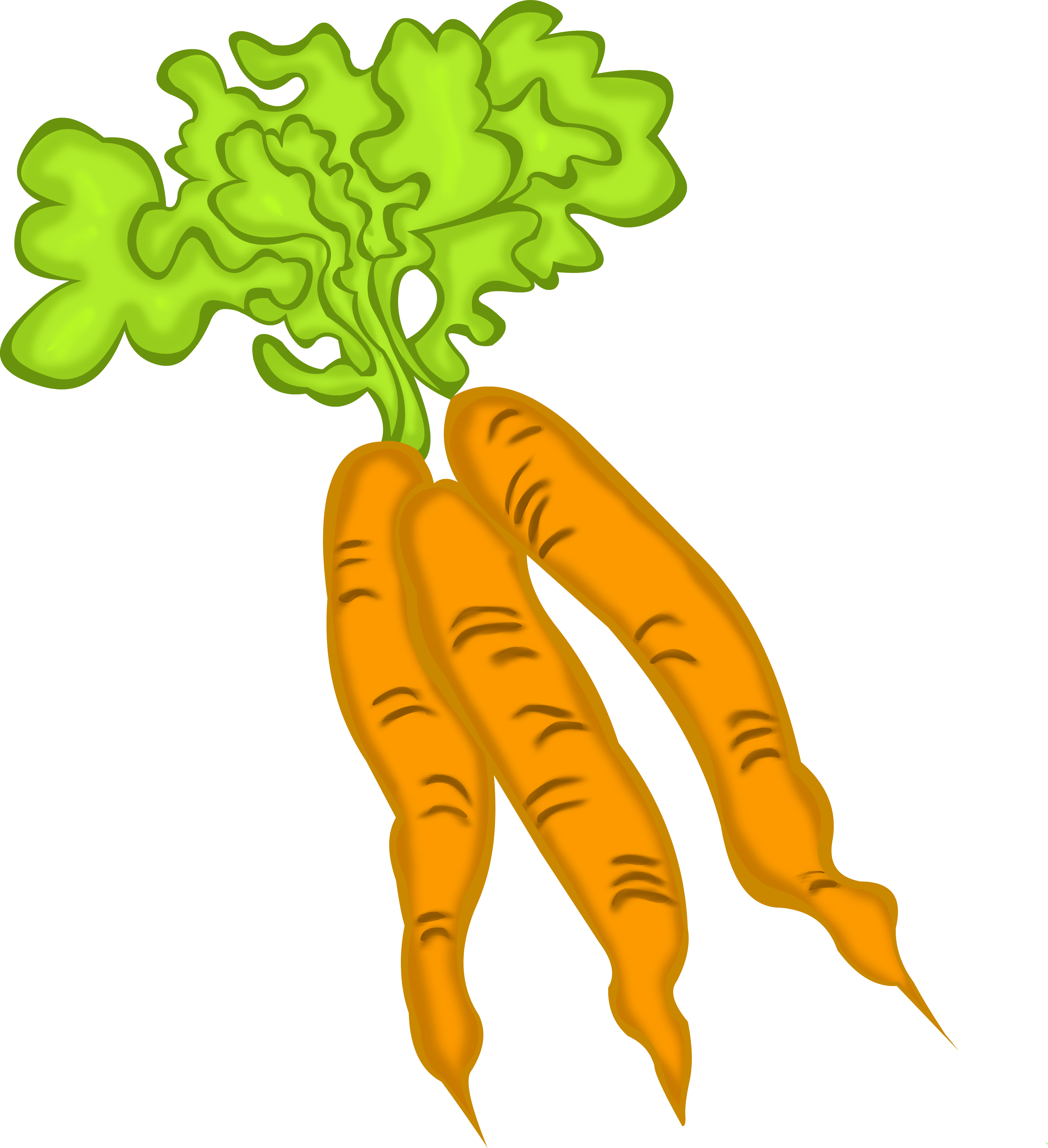 4246x4652 Carrots Leave Drawing Transparent Png Clipart Free Download