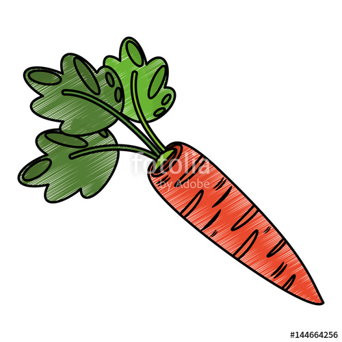500x500 Drawing Carrot Food Nutrition Vector Illustration Stock