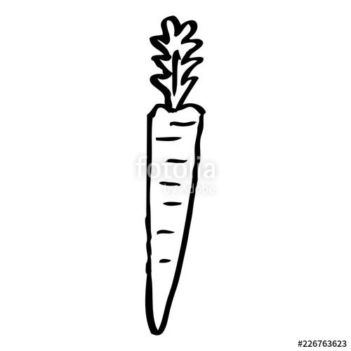 500x500 Line Drawing Cartoon Yellow Carrot Stock Image And Royalty Free