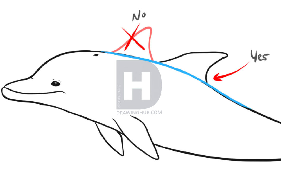 1080x698 How To Draw Dolphins, Step