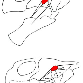 320x320 Movements Of The Transiliens Cartilage