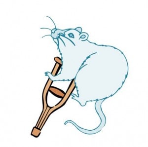 300x298 Osteoporosis Drug For Knee Cartilage