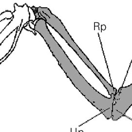 271x271 schematic drawing indicating the anatomical regions of chicken